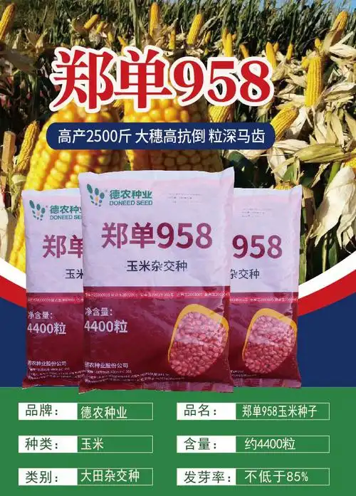 郑单958玉米种子农家大棒苞米种籽厂家批发抗倒伏耐旱产量高粮食