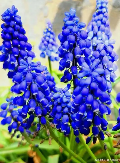 蓝色精灵,一串串葡萄风信子点亮了春光