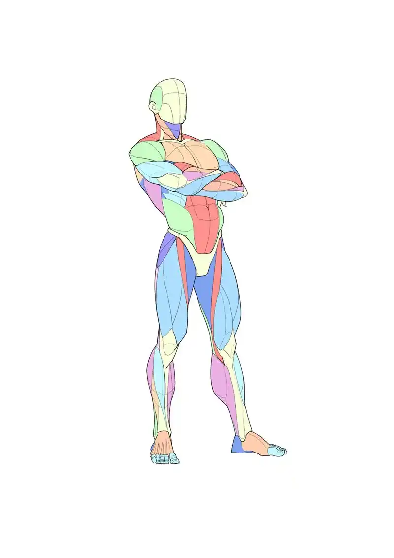 人体肌肉结构和动态,日常练习~.#图文种草机 #速写 #人体 - 抖音