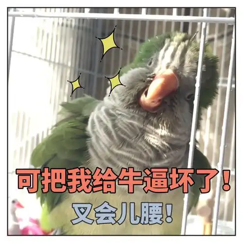 揪是这只鸟——沙雕鹦鹉表情包3