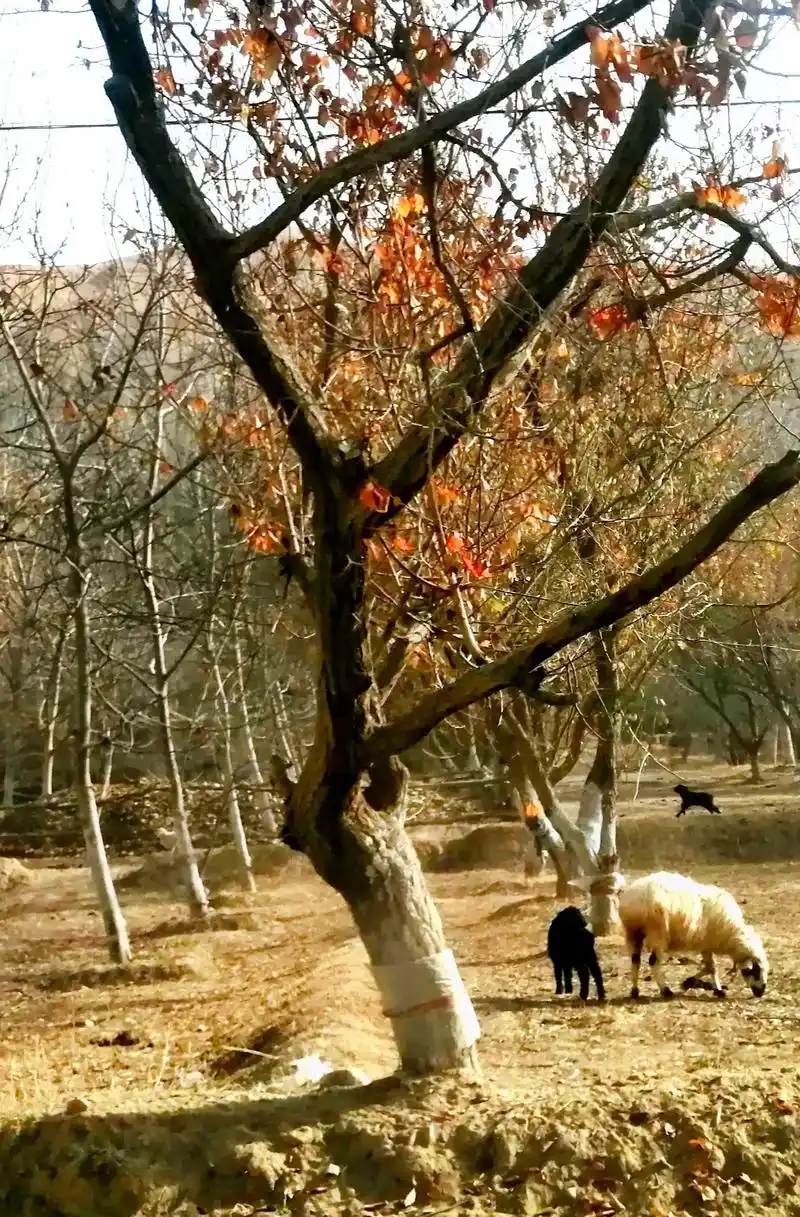 新疆叶城棋盘乡,2022.2.#新疆是个好地方 #身边的风景 - 抖音