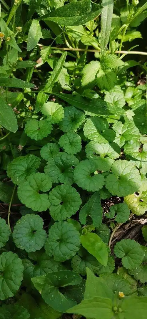 山上常见的野草,居然有大作用,跌打损伤都用它-养花知识大全与技巧