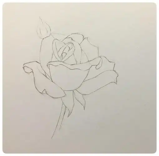 向名家学习barbarafox白玫瑰花水彩教程