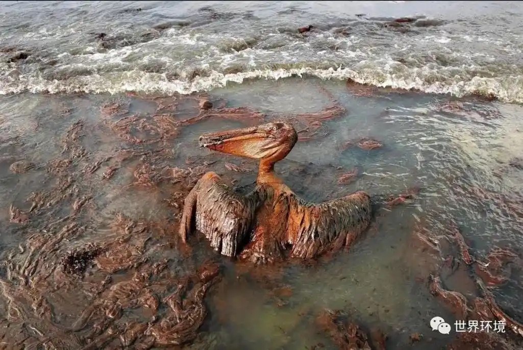 保护海洋,保护生态环境,海洋污染更多,人类就离灭亡更近一步. - 抖音