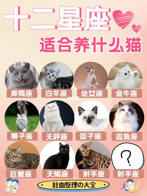 十二星座7515适合养什么品种的猫咪呢?