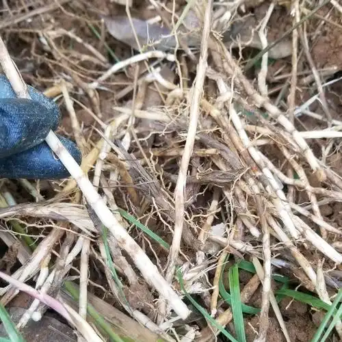 白茅根新鲜现挖毛根茅草根丝茅根干品中药材带皮茅根其他药食同源食品