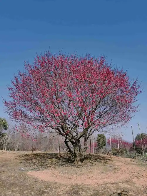 40公分红梅哪里有 基地供应5-40公分红梅 嫁接红梅