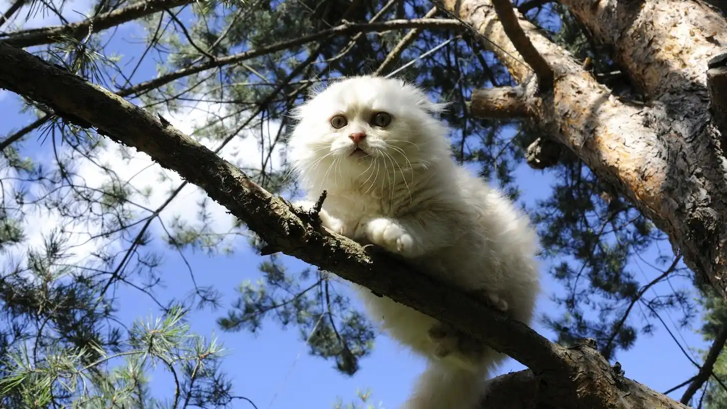 可爱呆萌猫咪图片桌面壁纸