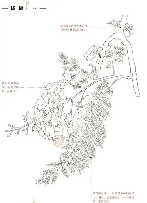 蓝花楹植物彩铅素描绘画图文教程 - 学院 - 摸鱼网 - ∑(っ°Д°;)っ