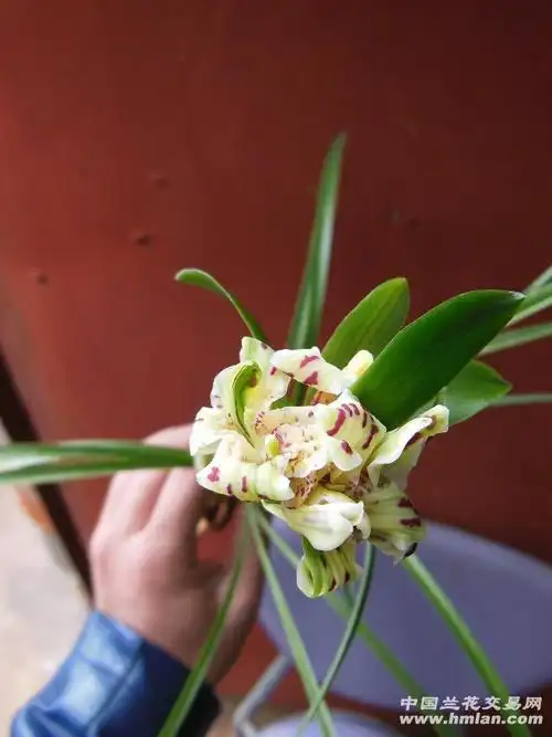 百鸟朝凤!开花了