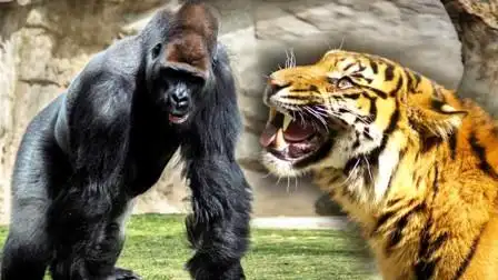 400多斤的银背大猩猩,和老虎打起来,结果会是怎样?
