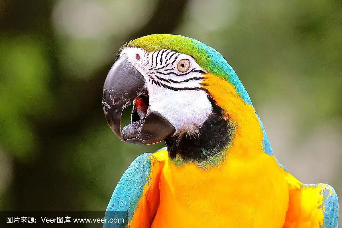 彩色的会说话的金刚鹦鹉(鹦鹉)与舌头伸出特写
