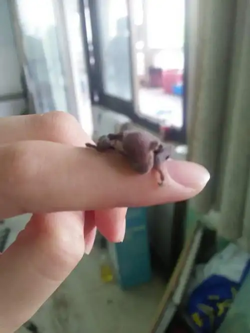 捡到一只刚出生的小蝙蝠