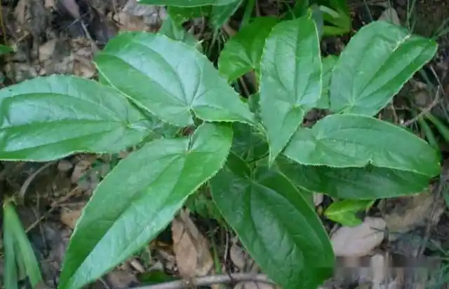 农村野田最常见的"壮阳草",60岁老汉吃完后,娇妻直呼受不了