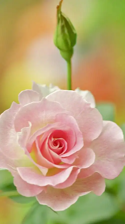 1080_1920竖版 竖屏