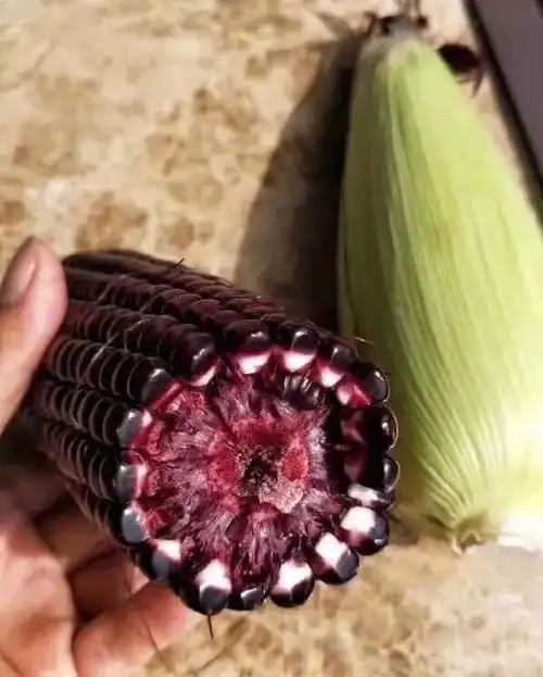 营养与美味一个不少的紫玉米你吃过吗?
