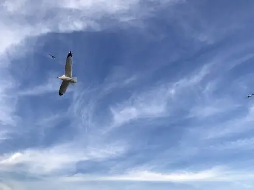 自由飞翔的海鸥!在蓝天白云下起舞!