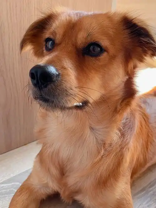 这么可爱的修狗怎么能有口臭呢