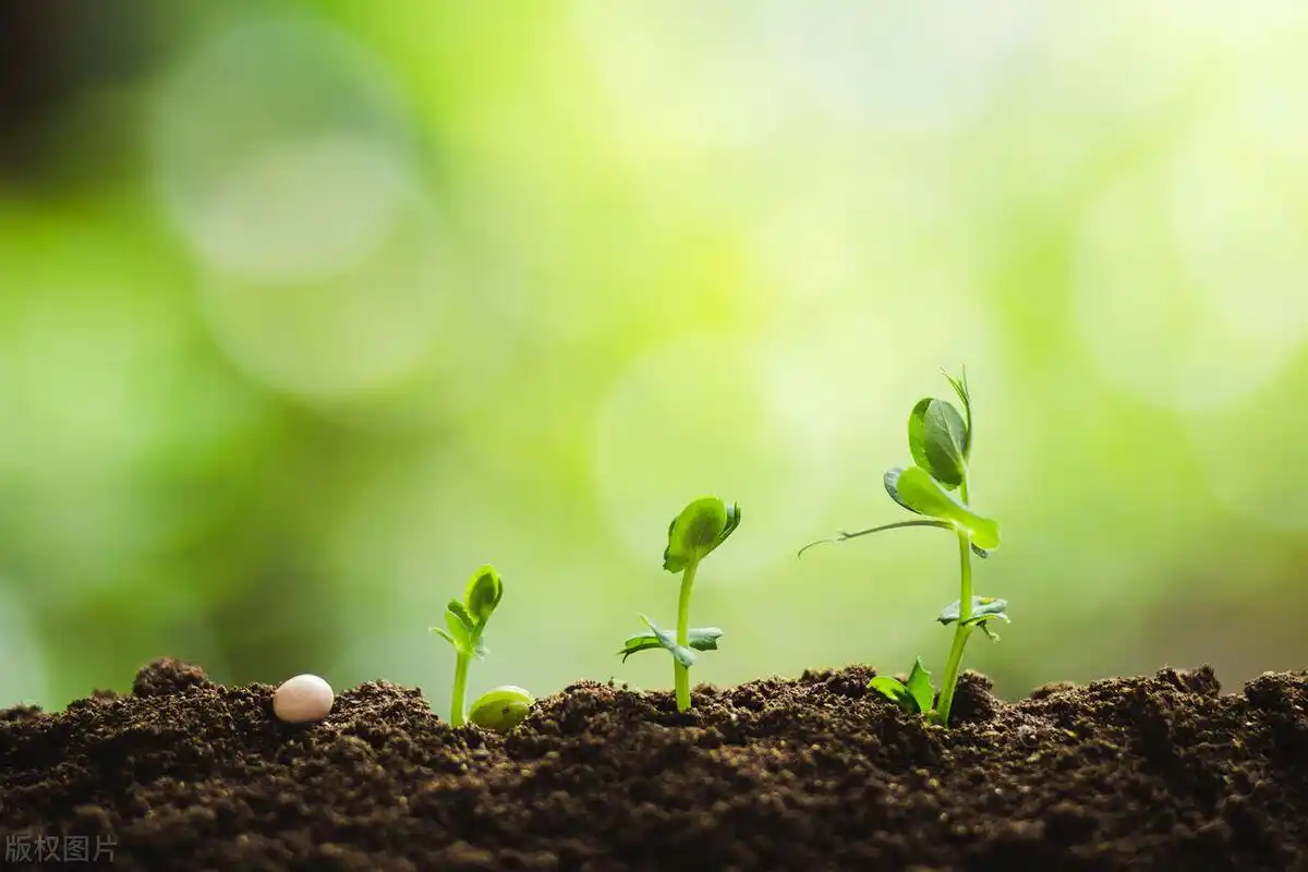 绿色种植新模式:垂直农业技术的应用与前景展望