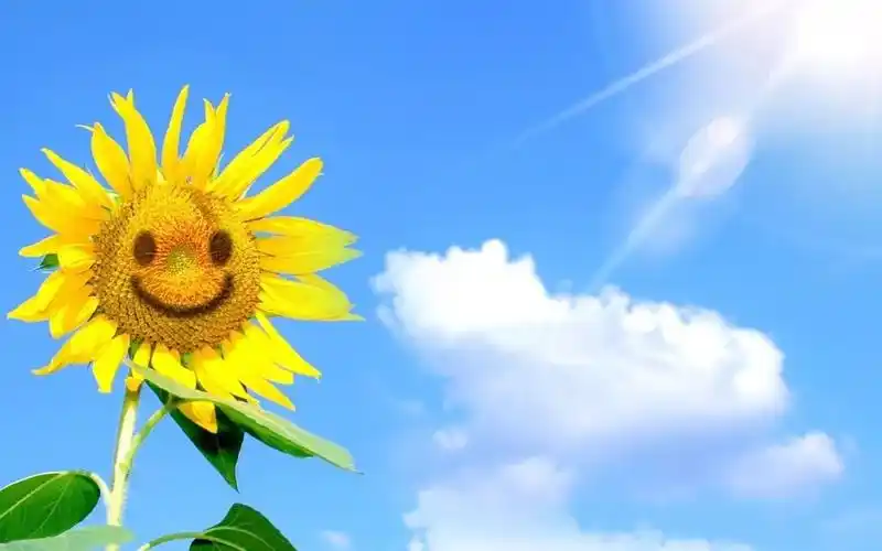 心存阳光,必有芬芳