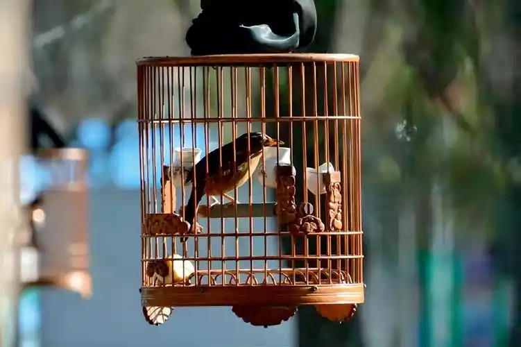 靛颏鸟多少钱(提笼架鸟)