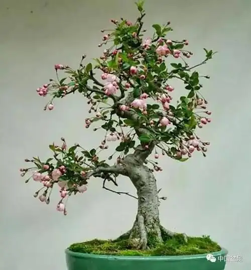 欣赏制作海棠盆景只恐夜深花睡去故烧高烛照红妆