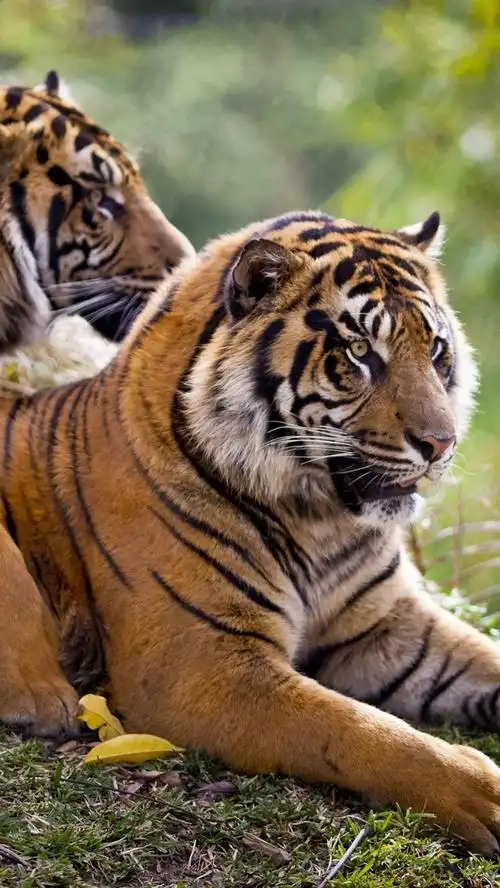 壁纸 两只老虎,休息 1920x1440 hd 高清壁纸, 图片, 照片