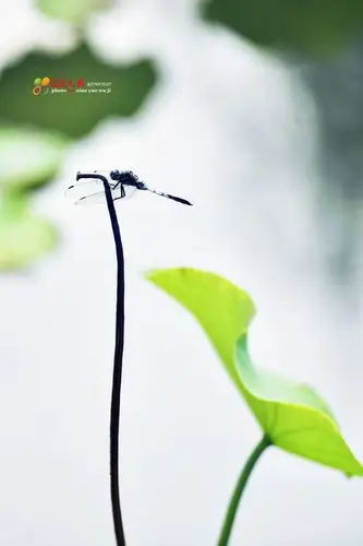 又见夏日荷花红 蜻蜓点水悠然谁的梦