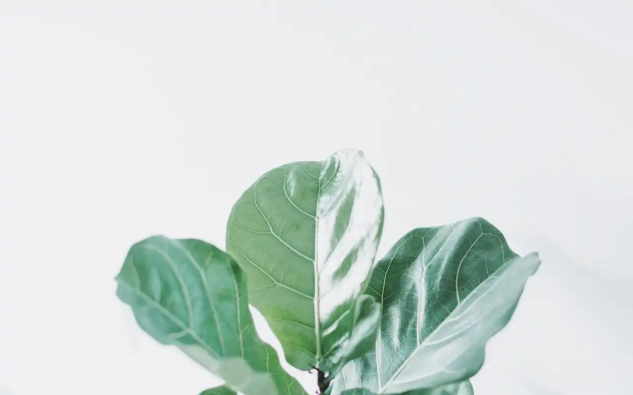 绿色小清新高清唯美静物图片桌面壁纸高清大图预览1920x1200_风格壁纸