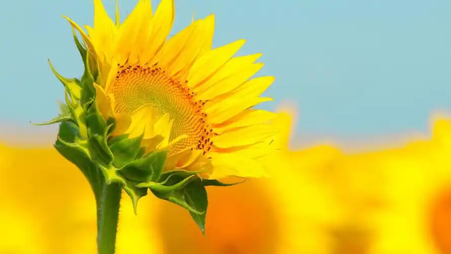 向日葵花海背景