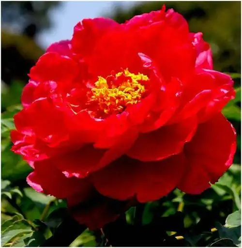 雍容富贵牡丹花