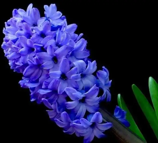 供应风信子蓝色代夫特