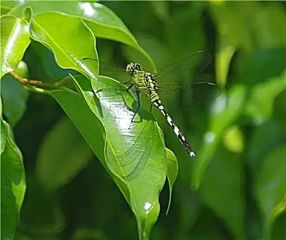 绿蜻蜓图片