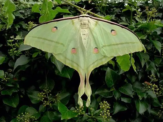 href="#">蛾类 /a>,是 a href="#">长尾水青蛾 /a>的 a href="#">亚种