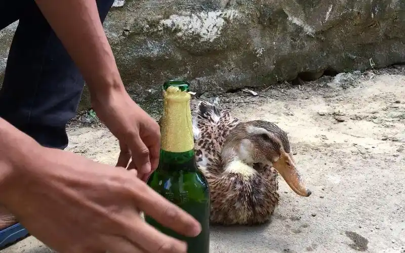 鸭子怎么拔毛才快?小伙教你这一招,拔鸭毛像脱衣服一样快