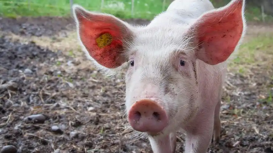 懒散可爱的猪图片