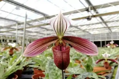 虎斑兜兰一般生长在山谷对土壤的要求很高