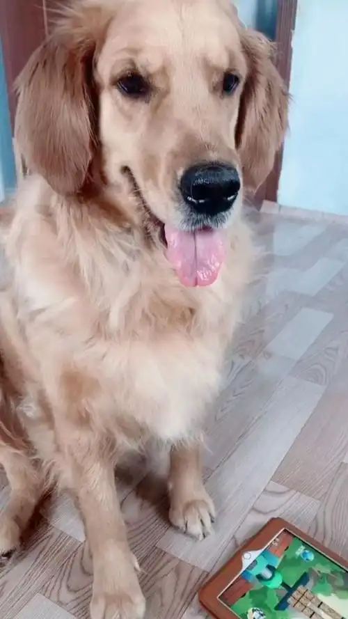 狗狗玩游戏,你肯定没见过.