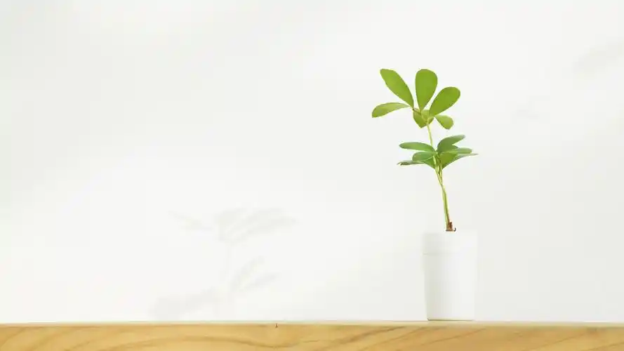 唯美家居静物简约风格桌面壁纸下载 第一辑高清大图预览1920x1080