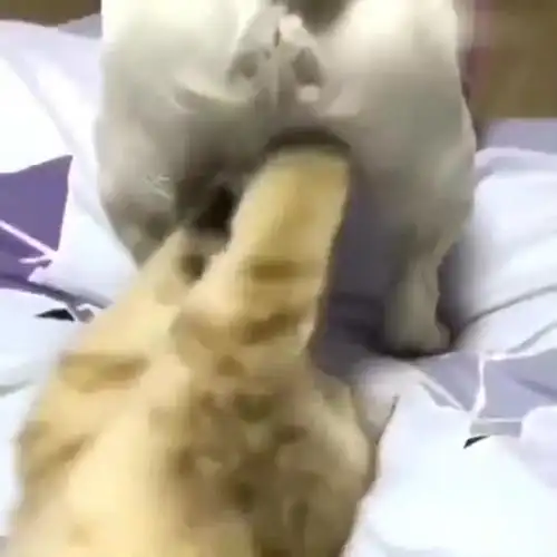 这蛋蛋好大呀.狗: 操!你掏的太舒服了啦,受不鸟啦 .