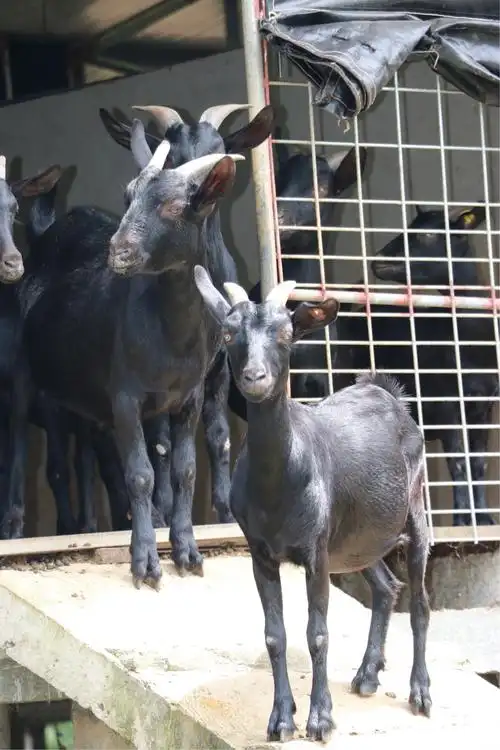 文昌绿色田园黑山羊