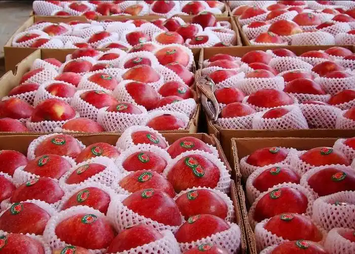 静宁生产的红富士,秦冠等苹果以其个大,色艳,质脆,味美,可溶性固形物