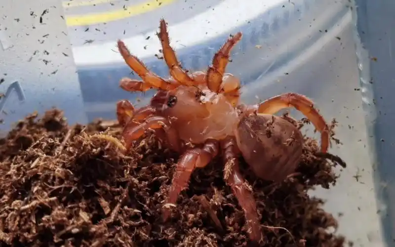 【五块包邮】体色变异的拉土蛛