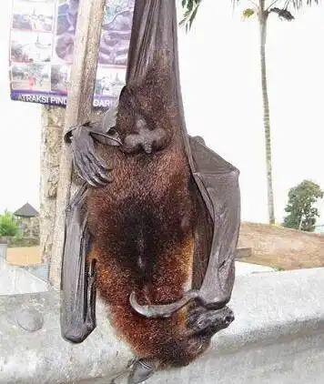 世界上最大的蝙蝠 翼幅长达达1.83米