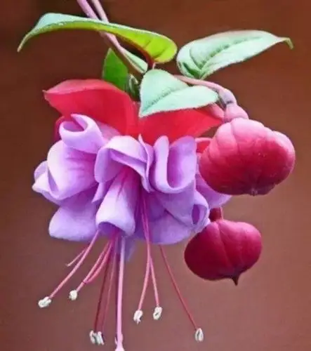 唯美风景图片:世界上最美倒挂金钟花!