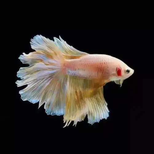 100条最美的鱼,你绝对没见过