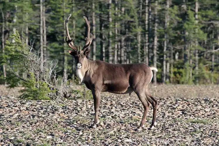 p>东北马鹿(学名:cervus elaphus xanthopygus)是马鹿的亚种之一