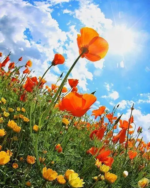 有关阳光的唯美句子心向阳光清晨的阳光唯美句子满阳光的诗句