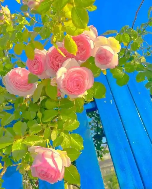 171813171579159498希望接下来的生活09有付出