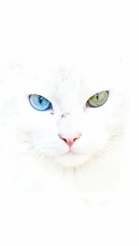 波斯猫,睁着他的双眼～异色